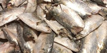 নিম্ন ও মধ্যবিত্তদের ভরসা এখন অর্ধ-কাটা ইলিশ