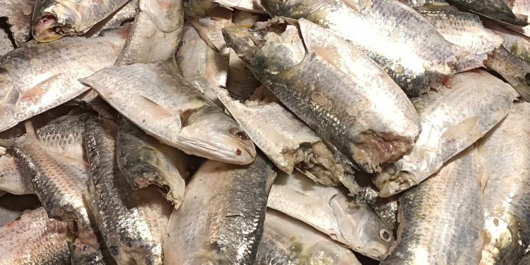 নিম্ন ও মধ্যবিত্তদের ভরসা এখন অর্ধ-কাটা ইলিশ