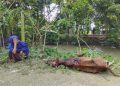 শত্রুতার জেরে গরু গায়ে এসিড নিক্ষেপ; এক গরুর মৃত্যু।
