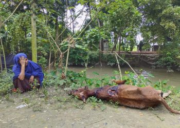 শত্রুতার জেরে গরু গায়ে এসিড নিক্ষেপ; এক গরুর মৃত্যু।
