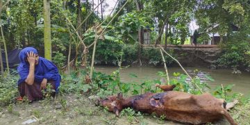 শত্রুতার জেরে গরু গায়ে এসিড নিক্ষেপ; এক গরুর মৃত্যু।