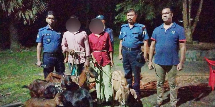মির্জাগঞ্জে ৬টি চোরাই ছাগলসহ শ্যালক দুলাভাই গ্রেপ্তার