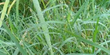 ঘাসের ডগায় শিশির কণা; শীতের আগমনী বার্তা