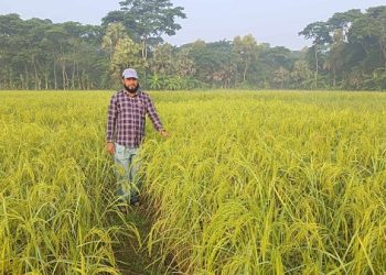 চিনিগুড়া ধান চাষে সফল শিক্ষক আ. রহমান