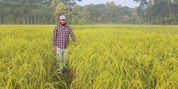 চিনিগুড়া ধান চাষে সফল শিক্ষক আ. রহমান