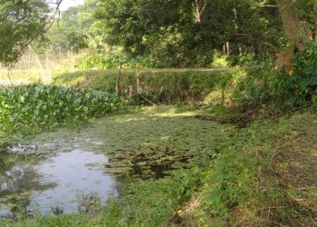 দুমকীতে খালে বাঁধ দিয়ে মাছ চাষ