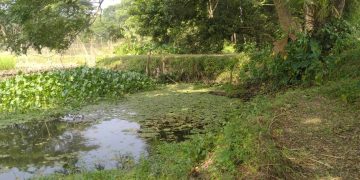 দুমকীতে খালে বাঁধ দিয়ে মাছ চাষ