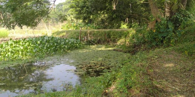 দুমকীতে খালে বাঁধ দিয়ে মাছ চাষ