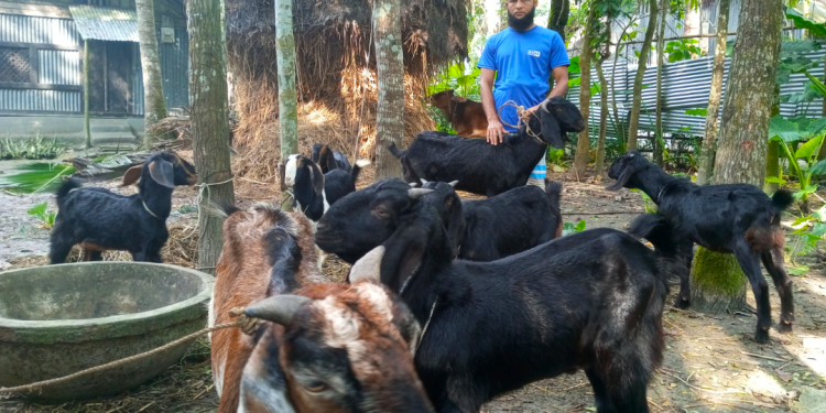 দুমকিতে ছাগল পালনে স্বাবলম্বী নিম্ন আয়ের মানুষ