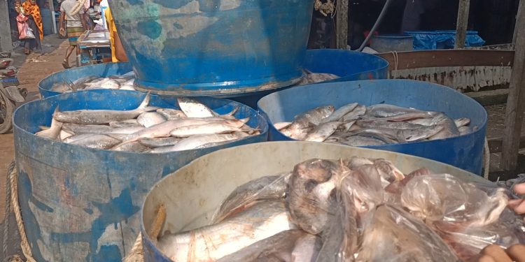 মাছের ন্যায্য মূল্য থেকে বঞ্চিত কুয়াকাটার জেলেরা