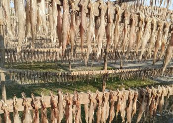 জনপ্রিয়তা পেয়েছে কুয়াকাটার শুঁটকি, দুর্ভোগ কমছে না উৎপাদনকারীদের