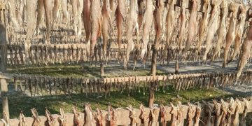 জনপ্রিয়তা পেয়েছে কুয়াকাটার শুঁটকি, দুর্ভোগ কমছে না উৎপাদনকারীদের