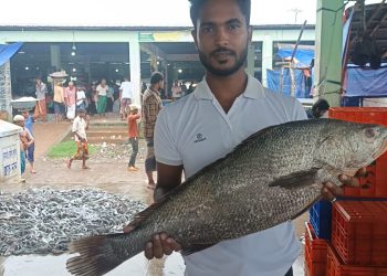কুয়াকাটায় জেলের জালে ৮ কেজির ‘কালো পোয়া’, বিক্রি হলো ৫০ হাজারে