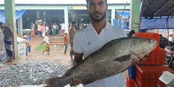 কুয়াকাটায় জেলের জালে ৮ কেজির ‘কালো পোয়া’, বিক্রি হলো ৫০ হাজারে