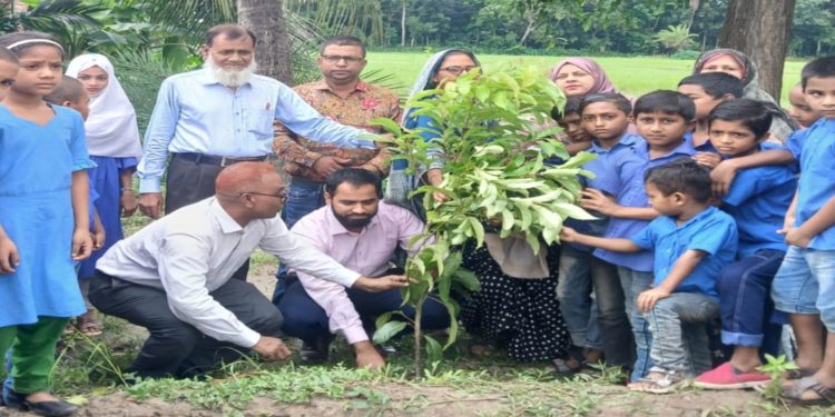 মির্জাগঞ্জে জাতীয় প্রাথমিক শিক্ষা পদক ও বৃক্ষরোপণ কর্মসূচির উদ্বোধন