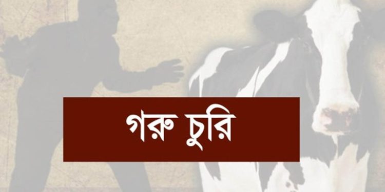 পটুয়াখালীতে গোয়ালঘরের তালা কেটে চারটি গরু চুরি