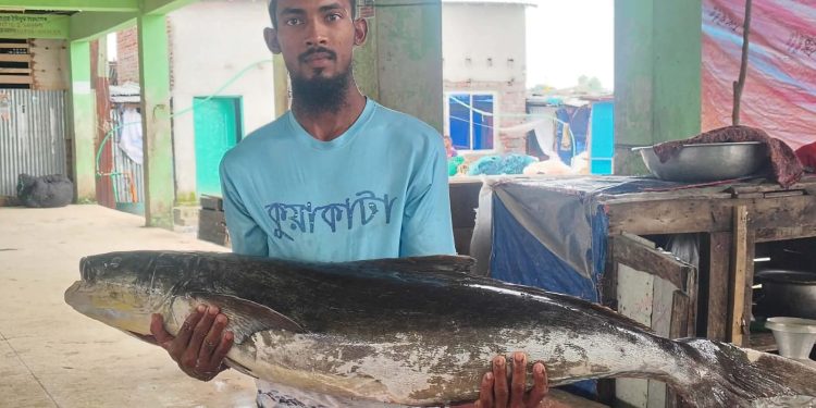 বঙ্গোপসাগরে জেলের জালে ধরা পড়ল ২০ কেজির ‘সামুদ্রিক শোল’, ১৪ হাজারে বিক্রি