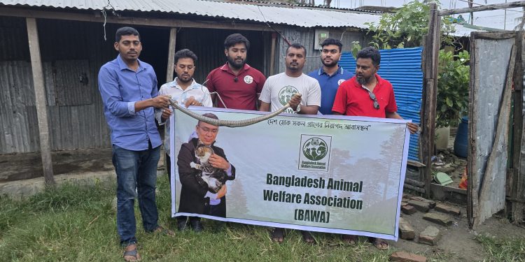 কলাপাড়ায় বসতবাড়ি থেকে ৪ ফুট লম্বা পদ্ম গোখরা উদ্ধার, জঙ্গলে অবমুক্ত