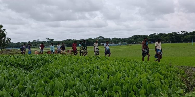 বরগুনায় দখল-দূষণে অস্তিত্ব সংকটে আমখোলা খাল