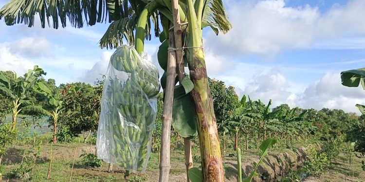 দশমিনায় জি-৯ কলা চাষে বিপ্লব, কৃষকের মুখে সাফল্যের হাসি