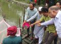 পাথরঘাটায় ১১৩টি পুকুরে চার লক্ষাধিক জলবায়ু-সহনশীল মাছের পোনা অবমুক্ত