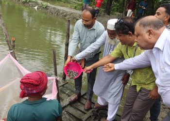 পাথরঘাটায় ১১৩টি পুকুরে চার লক্ষাধিক জলবায়ু-সহনশীল মাছের পোনা অবমুক্ত