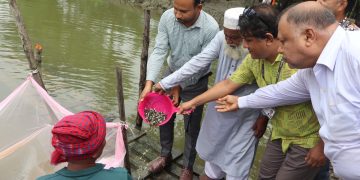 পাথরঘাটায় ১১৩টি পুকুরে চার লক্ষাধিক জলবায়ু-সহনশীল মাছের পোনা অবমুক্ত