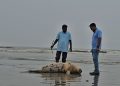 কুয়াকাটা সৈকতে আবারও ভেসে এলো মৃত ইরাবতী ডলফিন