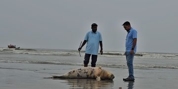 কুয়াকাটা সৈকতে আবারও ভেসে এলো মৃত ইরাবতী ডলফিন