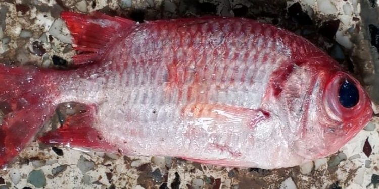 বঙ্গোপসাগরে জেলের জালে ধরা পড়ল ‘সোলজারফিশ’