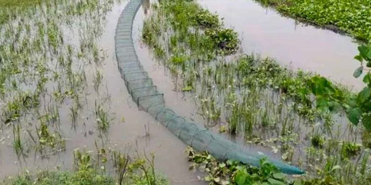 দশমিনায় চায়না দুয়ারী জালের অবাধ ব্যবহারে সংকটে দেশীয় মৎস্যসম্পদ