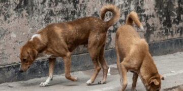 পটুয়াখালীতে দুই কুকুরকে পিটিয়ে হত্যার ঘটনায় আসামিদের গ্রেপ্তারের নির্দেশ