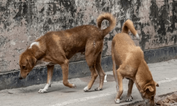 পটুয়াখালীতে দুই কুকুরকে পিটিয়ে হত্যার ঘটনায় আসামিদের গ্রেপ্তারের নির্দেশ