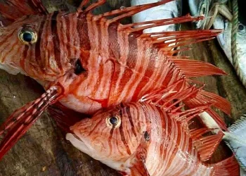 মহিপুরে জেলের জালে ধরা পড়ল একজোড়া বিরল ‘লায়নফিশ’