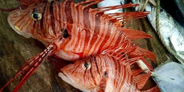 মহিপুরে জেলের জালে ধরা পড়ল একজোড়া বিরল ‘লায়নফিশ’
