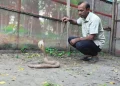 পটুয়াখালীতে খামারে কোটি টাকার সাপের বিষ, নেই বাজারজাতের সুযোগ