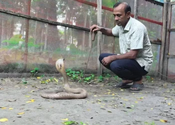 পটুয়াখালীতে খামারে কোটি টাকার সাপের বিষ, নেই বাজারজাতের সুযোগ