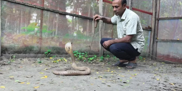 পটুয়াখালীতে খামারে কোটি টাকার সাপের বিষ, নেই বাজারজাতের সুযোগ
