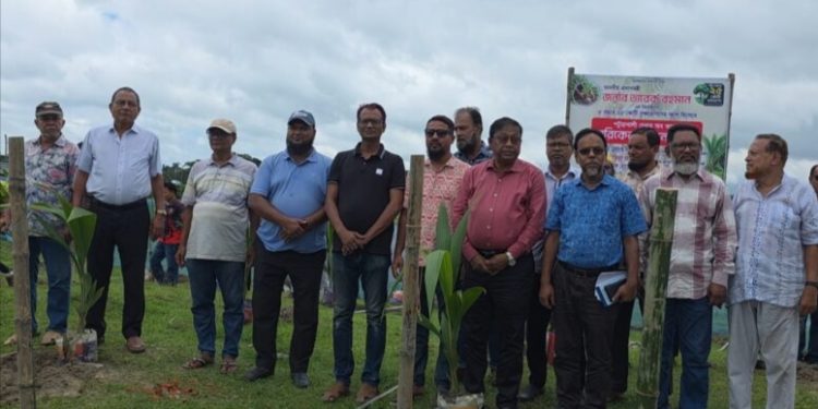 পটুয়াখালীতে চেম্বার অব কমার্সের উদ্যোগে নারিকেল গাছ রোপণ