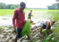 আবহাওয়া অনুকূলে আসায় দুমকিতে আমন রোপণে ব্যস্ত কৃষকরা