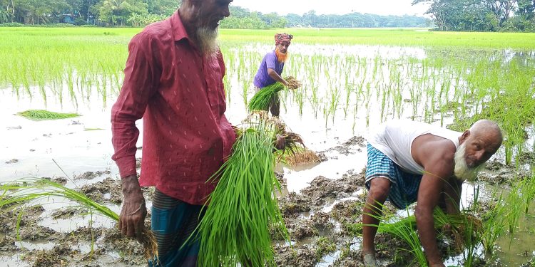 আবহাওয়া অনুকূলে আসায় দুমকিতে আমন রোপণে ব্যস্ত কৃষকরা