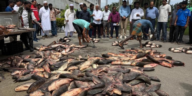 প্রথমবারের মতো পবিপ্রবি লেকের মাছ পেল আবাসিক হলের শিক্ষার্থীরা