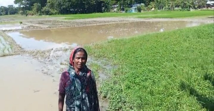 গলাচিপায় জাল জালিয়াতি করে জমি দখলের অভিযোগ প্রভাবশালীর বিরুদ্ধে