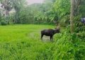 গলাচিপায় উদ্ধার ৬ মহিষ, প্রকৃত মালিকের সন্ধান খুঁজছে এলাকাবাসী