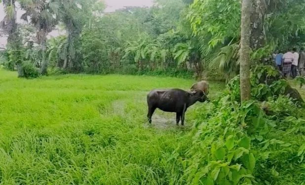 গলাচিপায় উদ্ধার ৬ মহিষ, প্রকৃত মালিকের সন্ধান খুঁজছে এলাকাবাসী