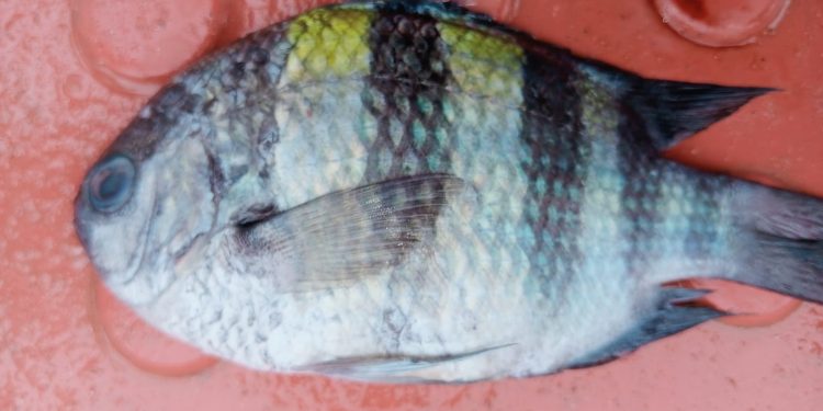 কুয়াকাটার গভীর সমুদ্রে জেলের জালে মিলল আকর্ষণীয় ‘সার্জেন্ট মেজর’ মাছ
