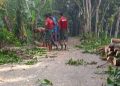 বাউফলে স্বেচ্ছাসেবক দল নেতার বিরুদ্ধে সরকারি গাছ কেটে নেয়ার অভিযোগ