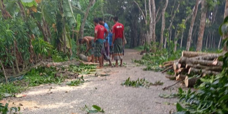 বাউফলে স্বেচ্ছাসেবক দল নেতার বিরুদ্ধে সরকারি গাছ কেটে নেয়ার অভিযোগ