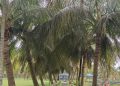 বাউফলে আশঙ্কাজনক হারে কমেছে নারিকেলের ফলন