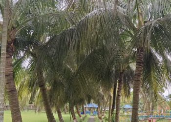 বাউফলে আশঙ্কাজনক হারে কমেছে নারিকেলের ফলন